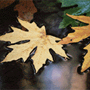 floating leaf copy