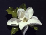 magnolia blossom